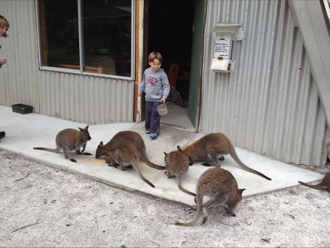 The Patriarch Wildlife Sanctuary - Holiday Adelaide 0