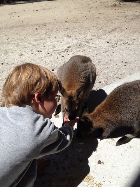 The Patriarch Wildlife Sanctuary - Holiday Adelaide 1