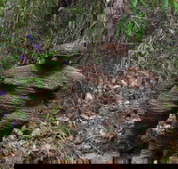 Understory Art In Nature - Holiday Adelaide