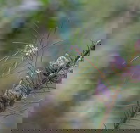 Wallumatta Loop Trail - Holiday Adelaide