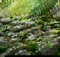 Wodi Wodi Walking Track - Holiday Adelaide