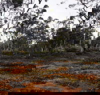 Woylie Walk Dryandra Woodland - Holiday Adelaide