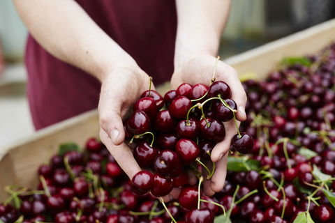 Yarra Valley Cherries - Holiday Adelaide 0