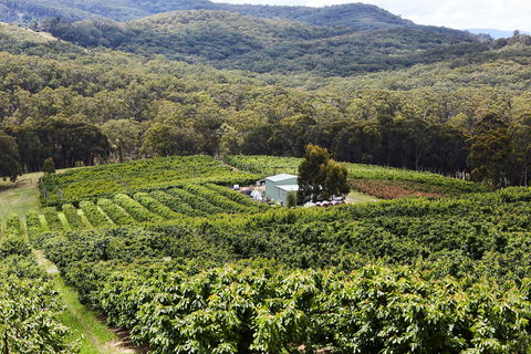Yarra Valley Cherries - Holiday Adelaide 2