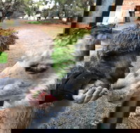 Alpaca Farm Experience at Crookwell - Holiday Adelaide