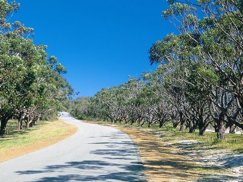 Avenue Of Honour - Holiday Adelaide 1