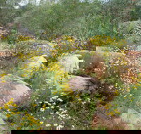 Ben Hall's Cave Walking Track - Holiday Adelaide