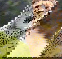 Billabong Zoo Koala and Wildlife Park - Holiday Adelaide