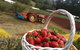 Blue Hills Berries And Cherries - thumb 0