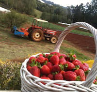 Blue Hills Berries and Cherries - Holiday Adelaide