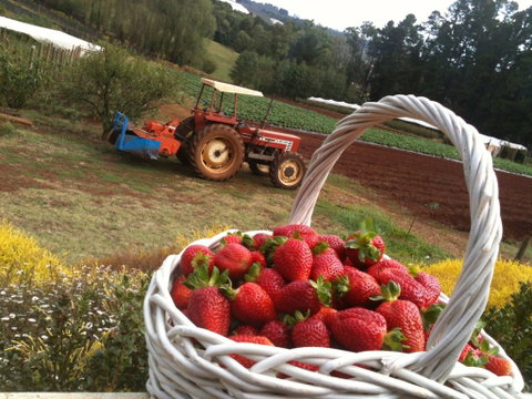 Blue Hills Berries And Cherries - Holiday Adelaide 0