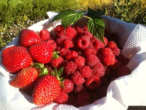 Blue Hills Berries And Cherries - Holiday Adelaide 1