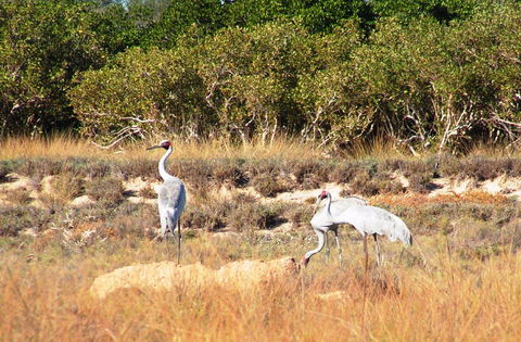 Cape Keraudren Nature Reserve - Holiday Adelaide 0
