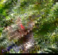 Depot Beach Rainforest Walk - Holiday Adelaide