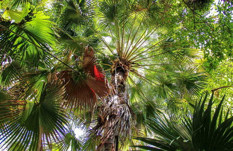 Depot Beach Rainforest Walk - Holiday Adelaide 0