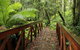 Goodenia Rainforest Walking Track - thumb 0