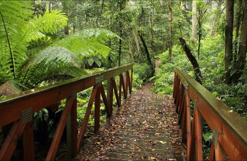 Goodenia Rainforest Walking Track - Holiday Adelaide 0