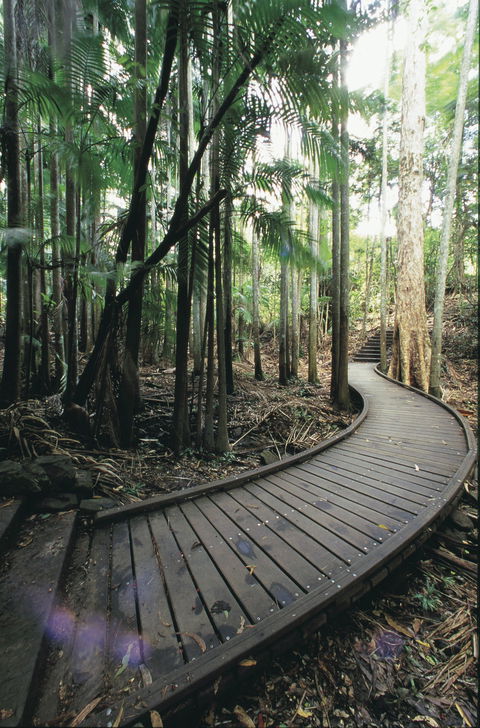 Mapleton Falls National Park - Holiday Adelaide 1