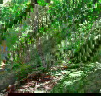 Mary Cairncross Scenic Reserve - Holiday Adelaide