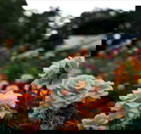 Newtown Park State Rose Garden - Holiday Adelaide