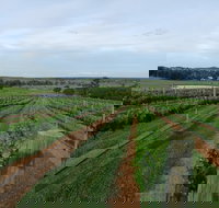 Razorback Cawdor Camden Park