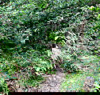 Seaforth Oval to Natural Bridge Track - Holiday Adelaide