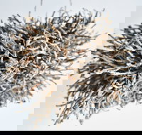 Serpentine Gallery - Holiday Adelaide