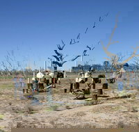 Sturt's tree walk - Holiday Adelaide