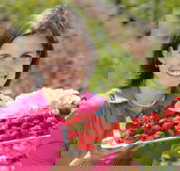 The Super Strawberry - Holiday Adelaide