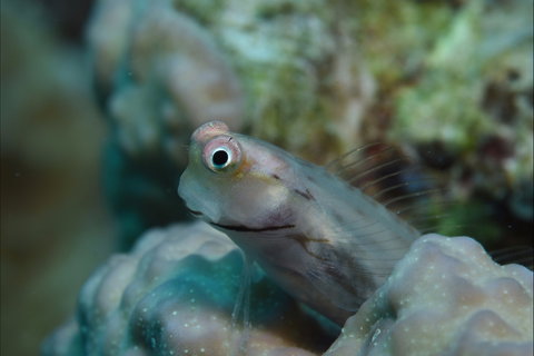 Whale Bommie Dive Site - Holiday Adelaide 0