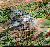 Antony Symons - Retrospective of a Life's Work - Holiday Adelaide