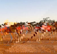 Broken Hill Camels - Holiday Adelaide
