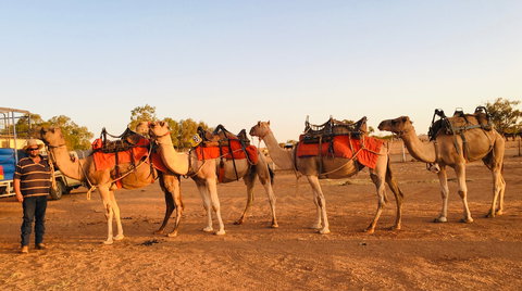 Broken Hill Camels - Holiday Adelaide 0