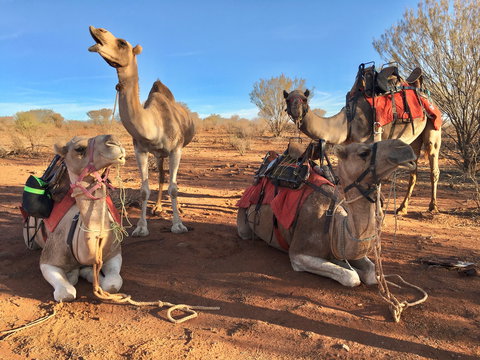Broken Hill Camels - Holiday Adelaide 1