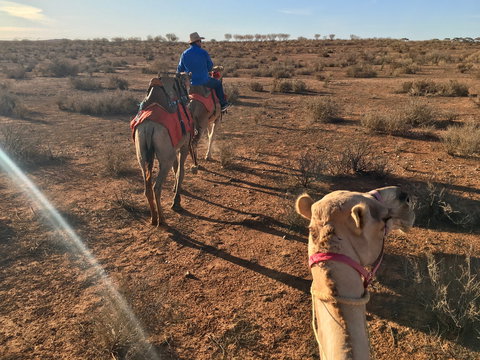Broken Hill Camels - Holiday Adelaide 2
