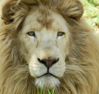 Darling Downs Zoo - Holiday Adelaide