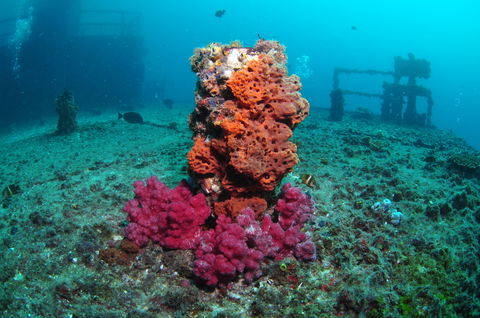HMAS Brisbane Dive Site - Holiday Adelaide 0