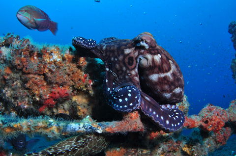 HMAS Brisbane Dive Site - Holiday Adelaide 2