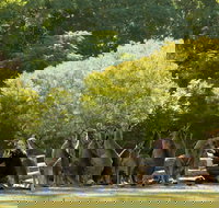 Lone Pine Koala Sanctuary - Holiday Adelaide