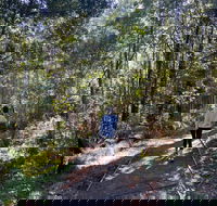 Lyrebird Circuit Walk - Holiday Adelaide