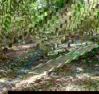 Old Bottlebutt - Holiday Adelaide