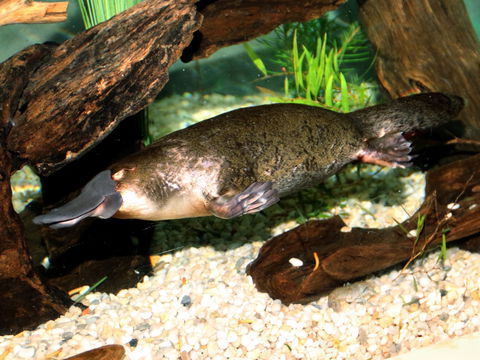 Platypus House - Holiday Adelaide 0