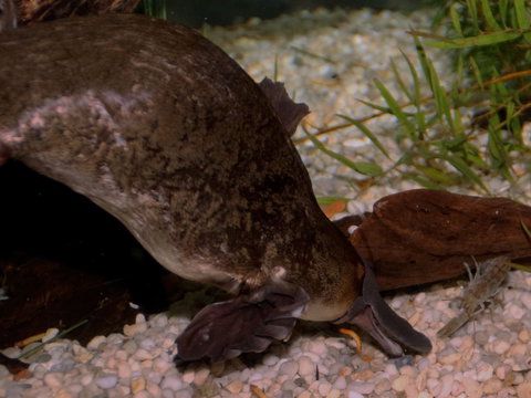 Platypus House - Holiday Adelaide 1