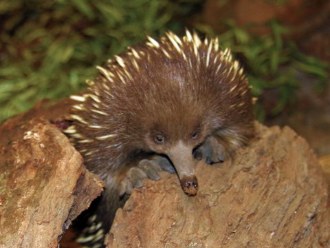 Platypus House - Holiday Adelaide 2