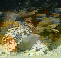 Platypus Pool - Holiday Adelaide