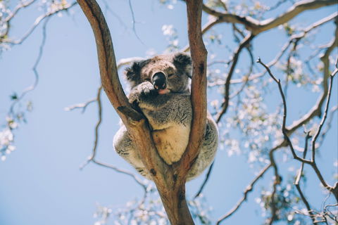 Samford Conservation Park And Bunyaville Conservation Park - Holiday Adelaide 2