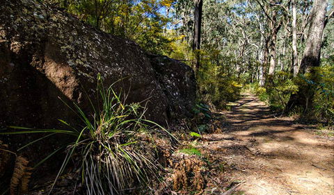 Starlights Trail - Holiday Adelaide 0