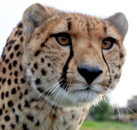 Tasmania Zoo