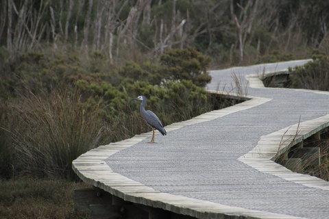 Warringine Park & Bittern Coastal Wetlands Boardwalk - Holiday Adelaide 1