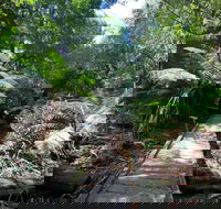 Wirrawilla Rainforest Walk - Holiday Adelaide